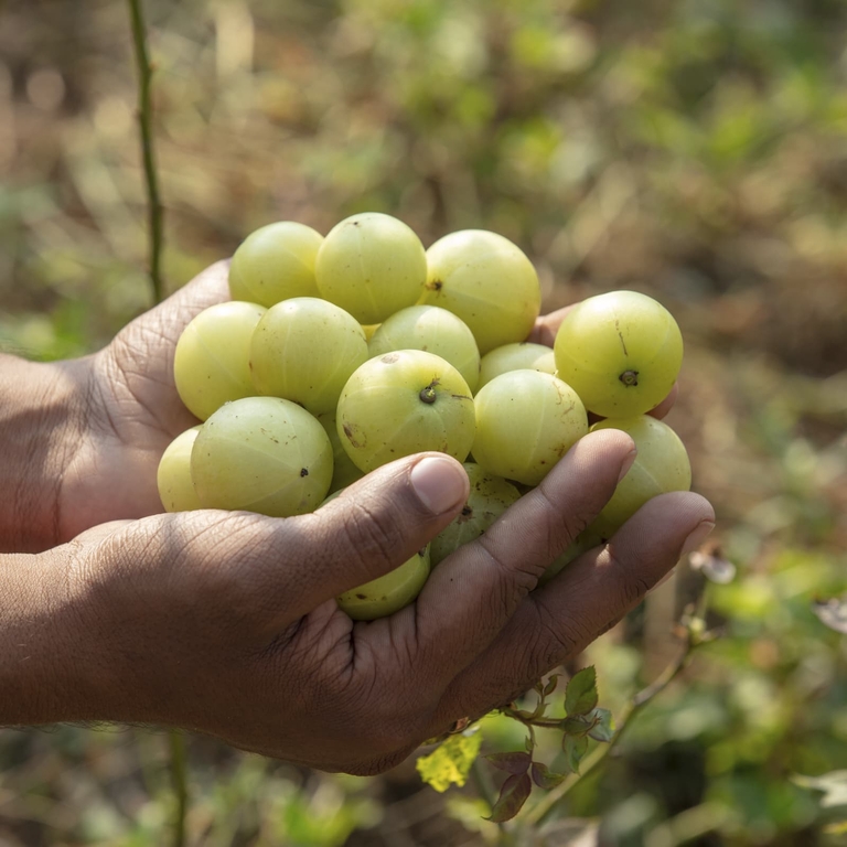 Organic India, Порошок фруктов амлы, 454 г (16 унций)