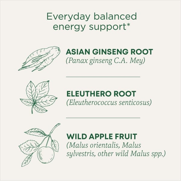 Traditional Medicinals, Organic Stress Ease® Focus, женьшень, дикое яблоко и мята, без кофеина, 16 чайных пакетиков в упаковке, 28 г (0,99 унции)