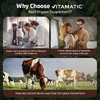 Vitamatic, кости и мозг от животных травяного откорма, 180 капсул (500 мг в 1 капсуле)