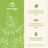 Organic India, Моринга в порошке, зелёный суперфуд, 226 г (8 унций)