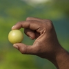 Organic India, Амла, 90 вегетарианских капсул (500 мг на капсулу)
