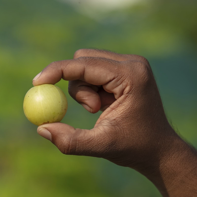 Organic India, Амла, 90 вегетарианских капсул (500 мг на капсулу)